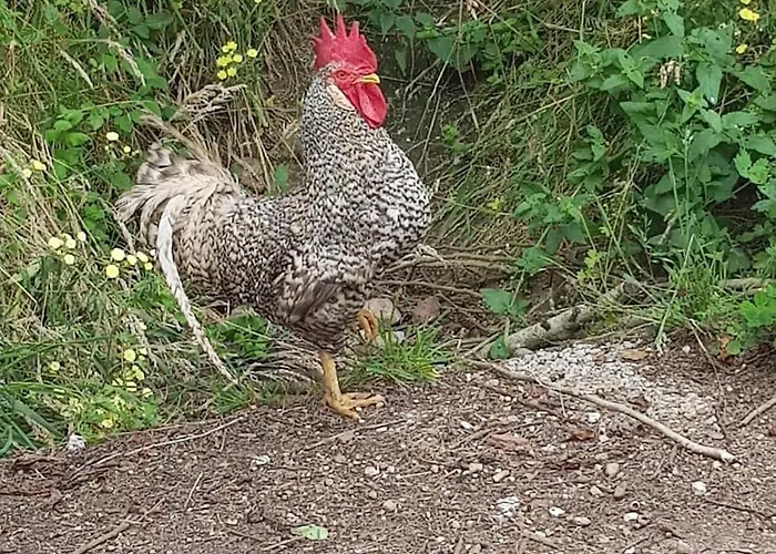 Ferienhaus Pocotrigo *